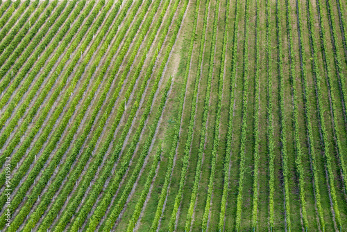  vineyards in the moselle valley in Trittenheim
