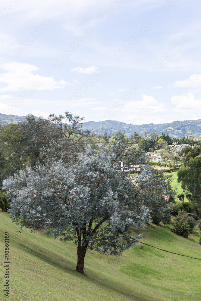 Fototapeta premium Tree in green field with blue sky