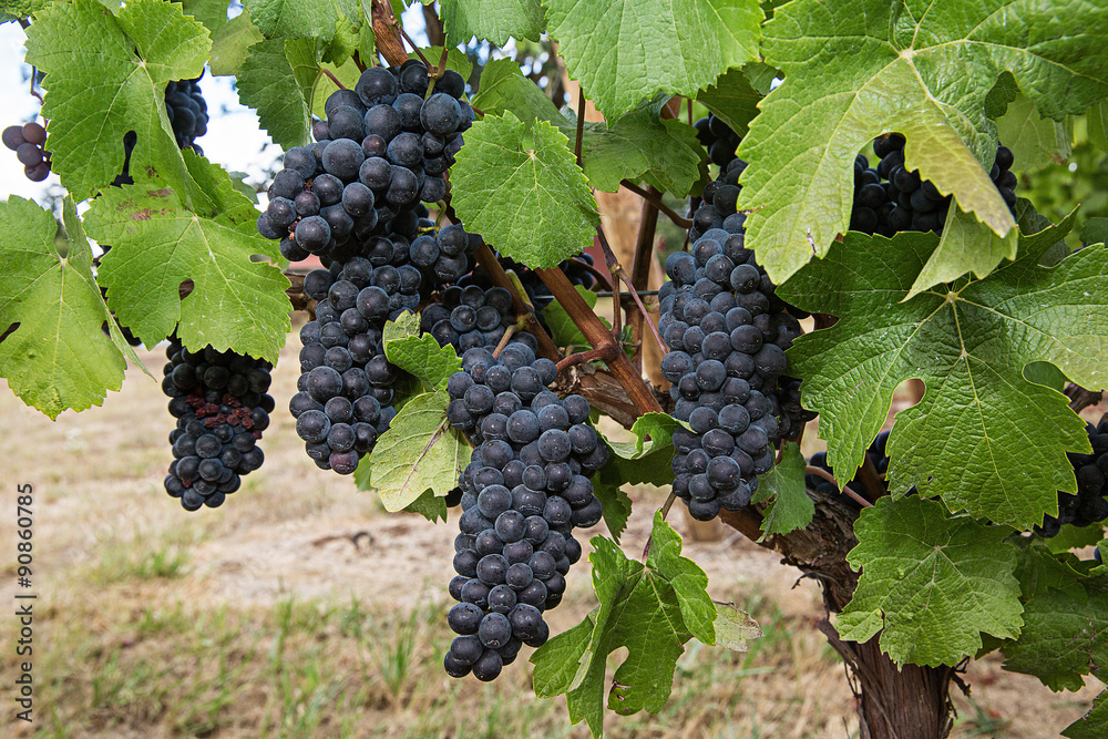 wine grape clusters at a vineyard