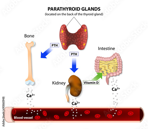 Hormonal Regulation of Calcium photo