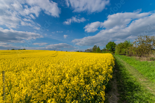 Rapeseed field with with a ground road on a sunny afternoon