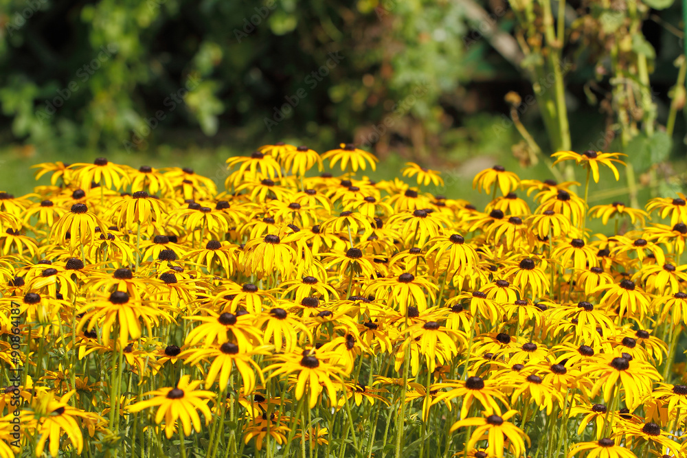 Hohes Mädchenauge (Coreopsis tripteris) Hohes Mädchenauge (Coreopsis tripteris)
