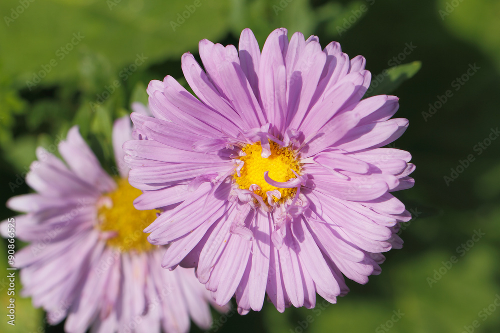 Obraz premium Blühende Aster