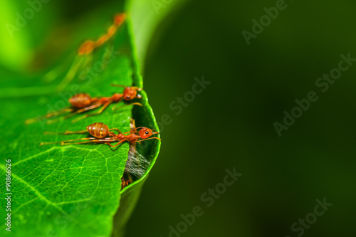 Weaver Ants (Oecophylla smaragdina) are working together to build a nest. photo