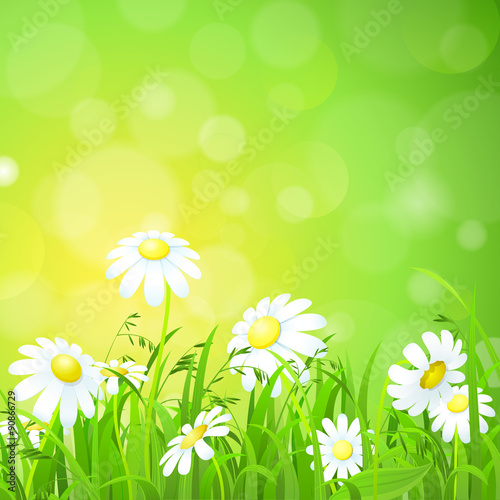 Shiny grass lawn and chamomile flat vector background