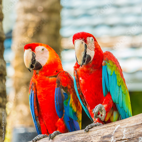 Macaw parrots.