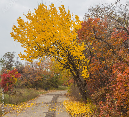 Golden leaves on branch  autumn wood 