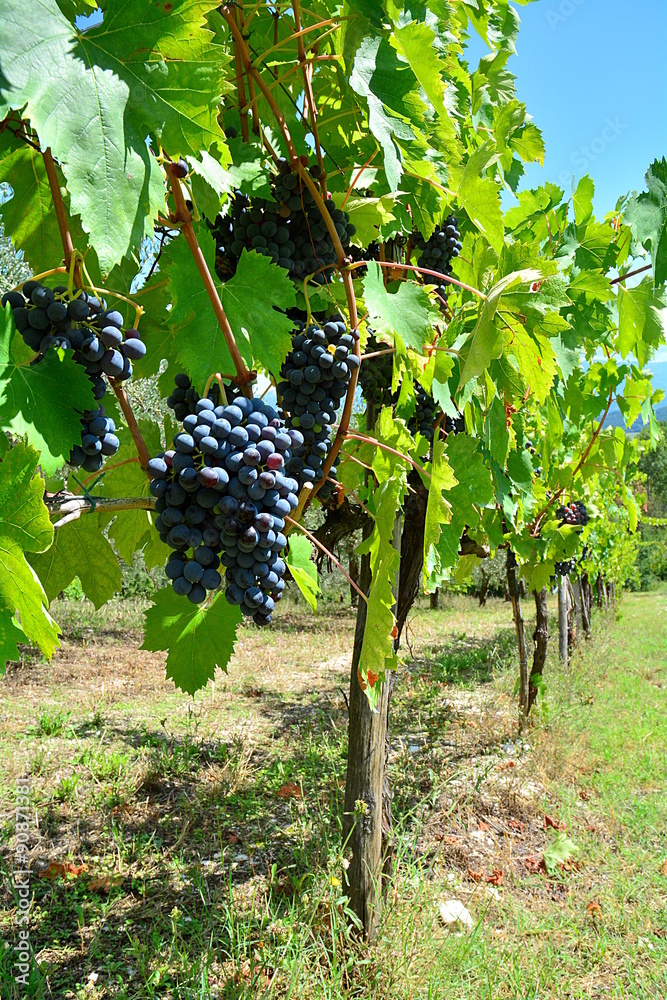The italian vineyard