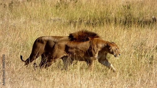 a couple of lions crossing another couple of lions in the masai mara reserve