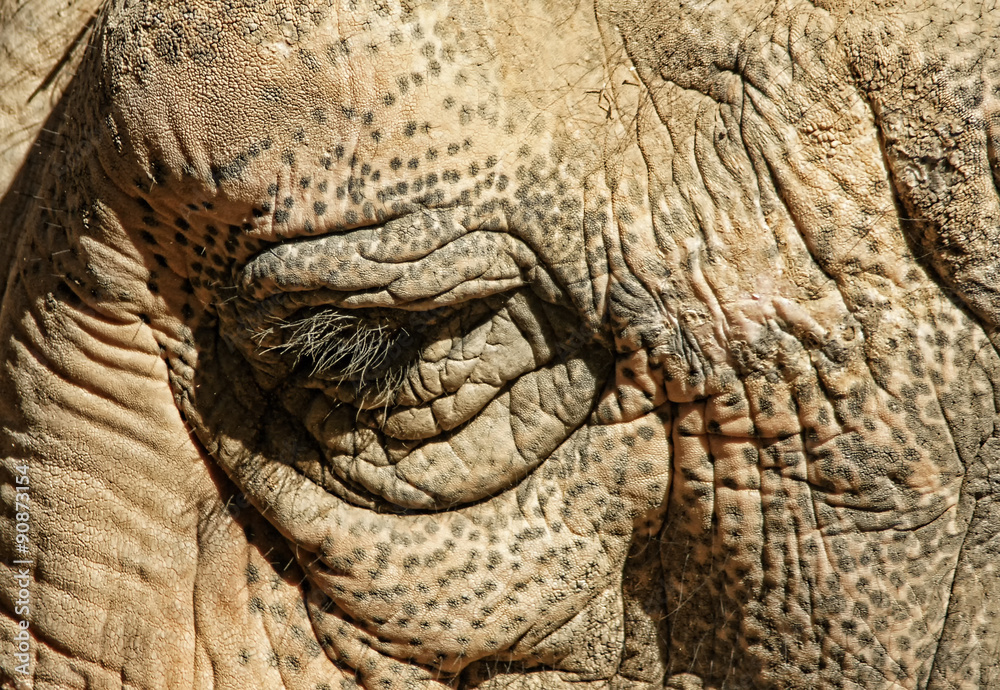 Fototapeta premium Grandes mamíferos, Elefante