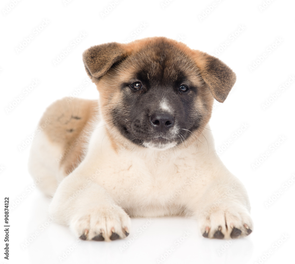 japanese akita inu puppy dog lying in front and looking at camer