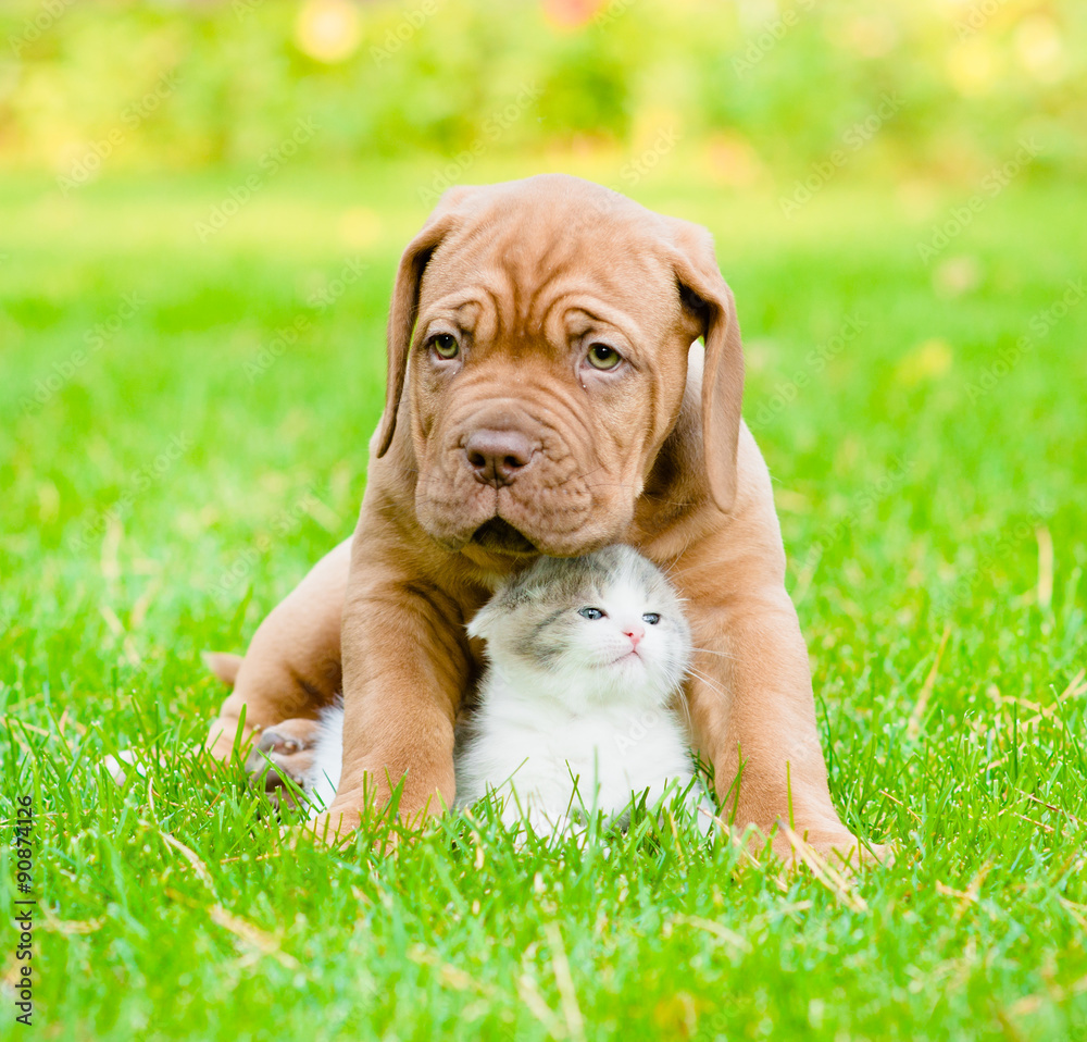 Bordeaux puppy dog hugs newborn kitten on green grass