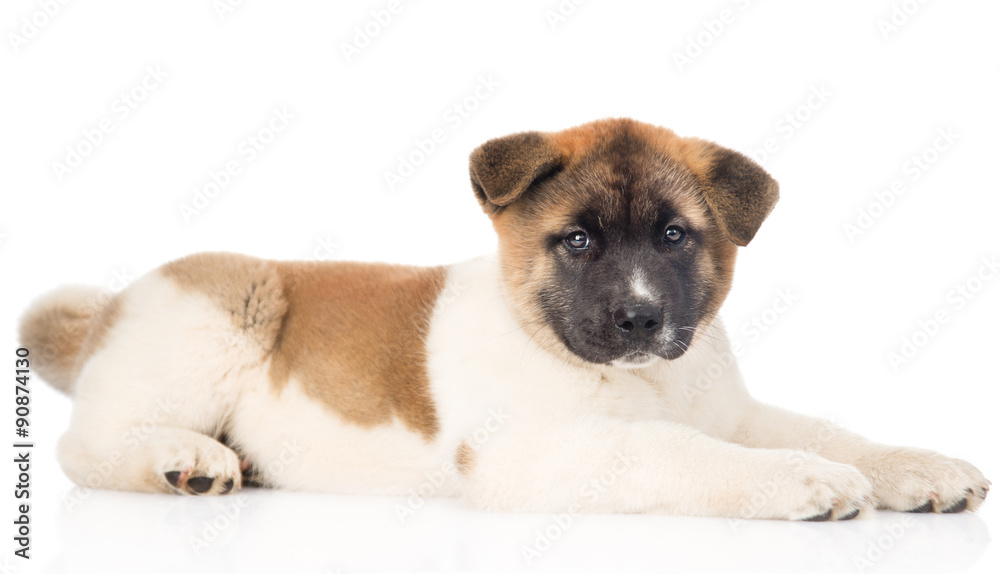 Obraz premium japanese akita inu puppy dog lying in profile and looking at cam