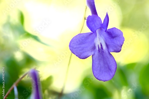 Streptocarpus Flowers photo