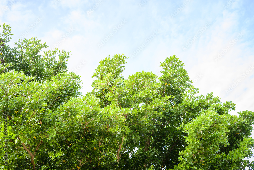 Green tree