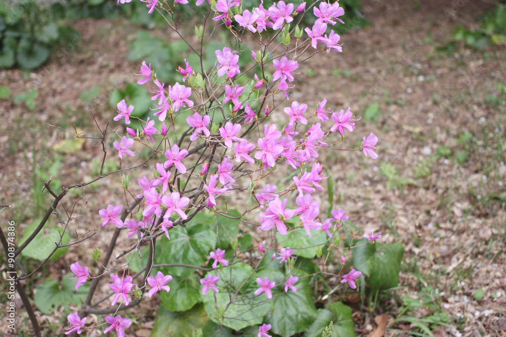 Pink flowers. Pink flowers.