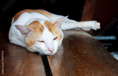 The cat is lying on the blur wood background. photo