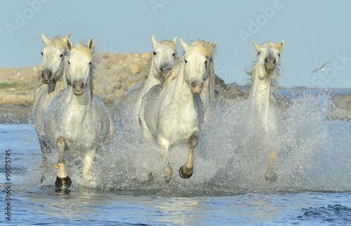 Fototapeta Naklejka Na Ścianę i Meble -  Running White horses through water
