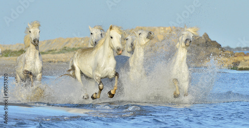Fototapeta Naklejka Na Ścianę i Meble -  Running White horses through water