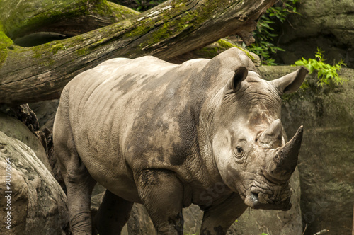 closeup of a rhinoceros  head