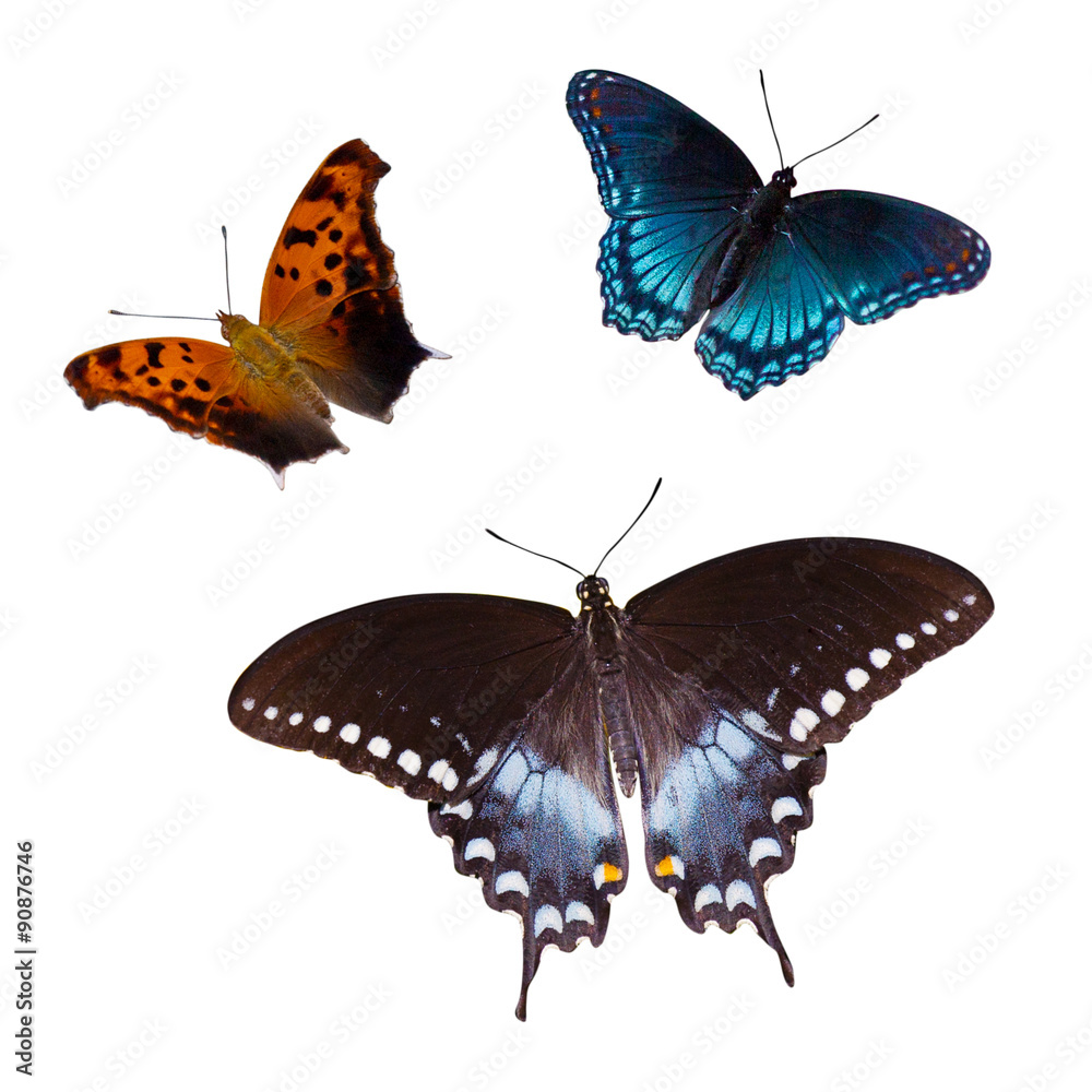 Fototapeta premium Three Butterflies