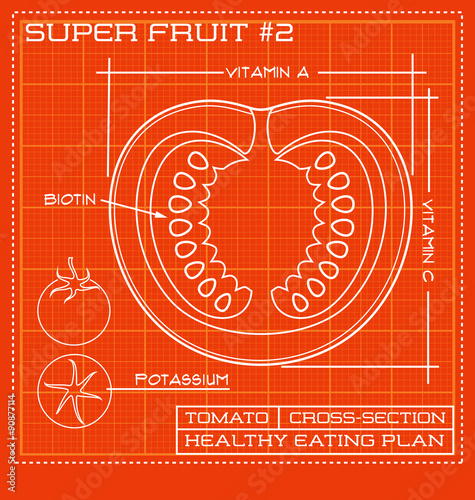 Blueprint diagram line drawing of a tomato. Infographic of a tomato cross section. 