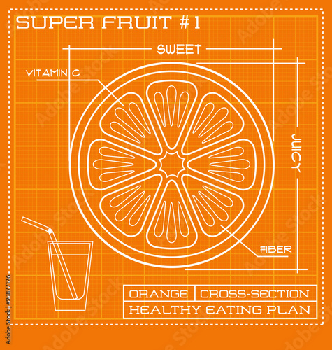 Blueprint diagram line drawing of fruit. Infographic of an orange cross section. 