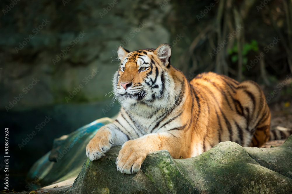 Obraz premium Tygrys