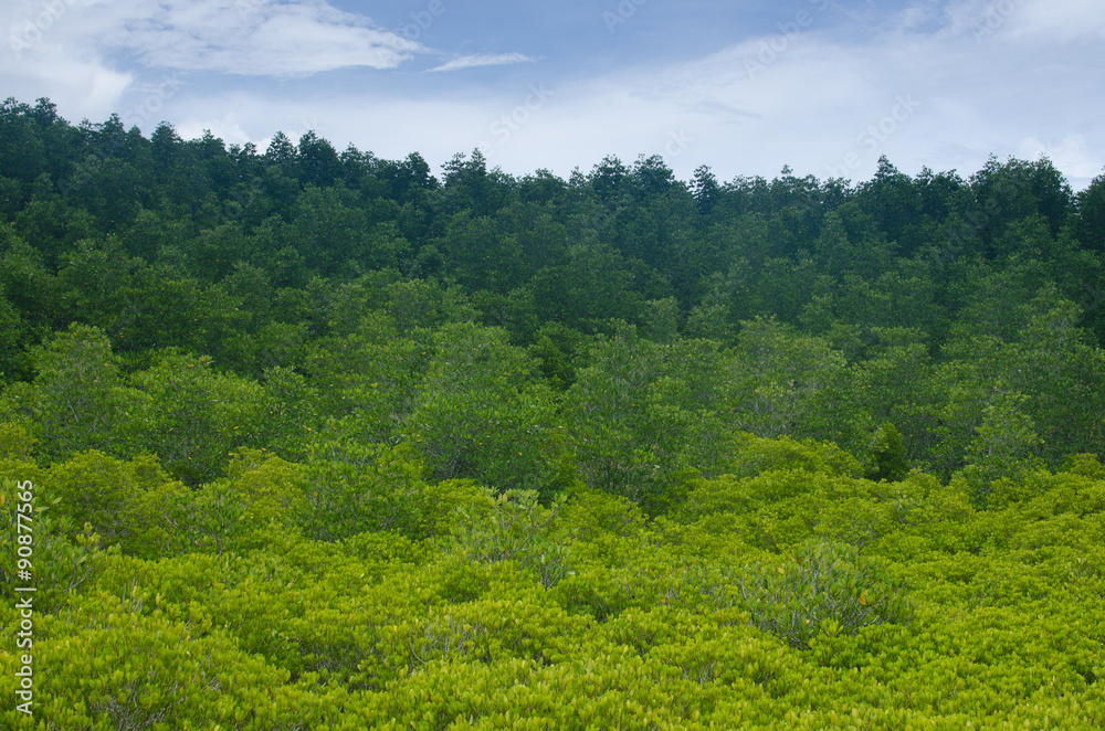 Green mangrove forest and blue sky