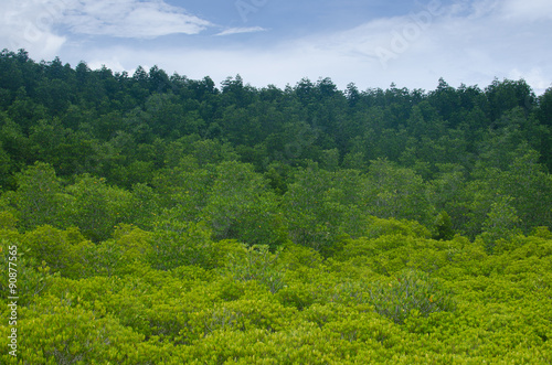 Green mangrove forest and blue sky