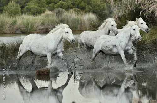Fototapeta Naklejka Na Ścianę i Meble -  Running White horses through water

