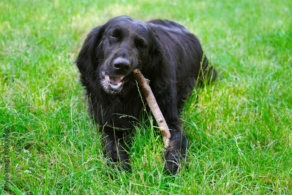 Big black dog playing with wooden stick over green grass background Big black dog playing with wooden stick over green grass background
