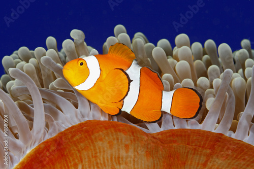 Clown Anemonefish photo