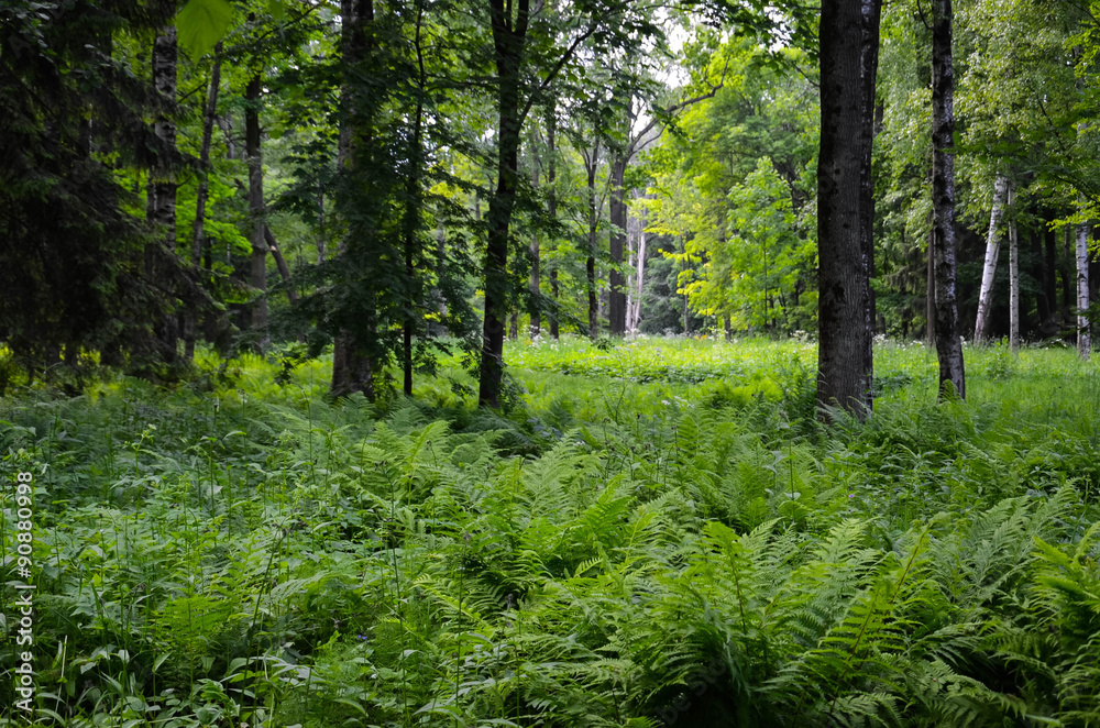 Папоротники в лесу Санкт Петербург - Ferns in the forest of St. Petersburg