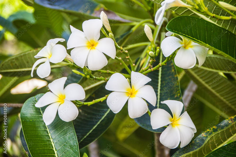 Fototapeta premium white and yellow plumeria frangipani flowers with leaves