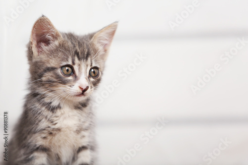 Cute gray kitten at home