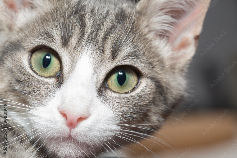 Die süßesten Katzenkinder - Portrait grauer kleiner Katzentiger