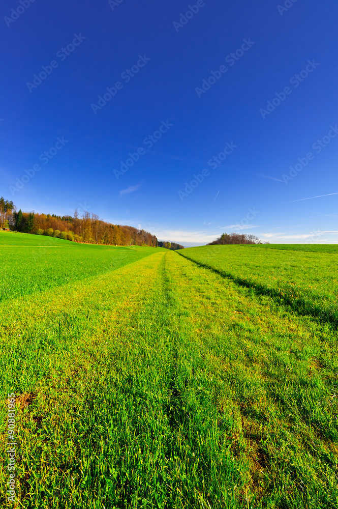 Fototapeta premium Cut Grass