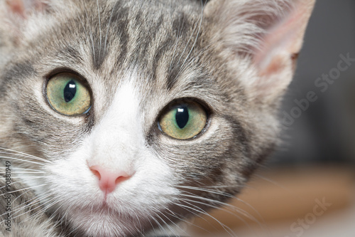 Die süßesten Katzenkinder - Portrait grauer kleiner Katzentiger © bmf-foto.de