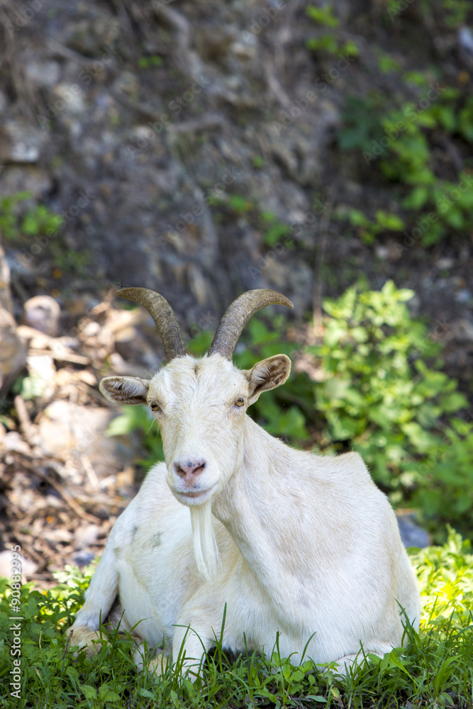 Sitting white goat looking at the camera Sitting white goat looking at the camera