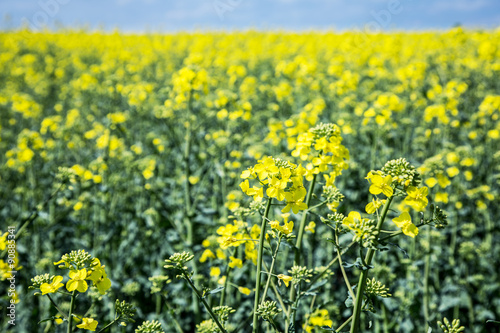 Field of rape seed plants and blue sky on the background. © volff
