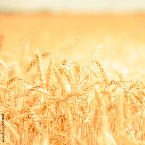 background, backdrop of  yellow ears on the beautiful golden wheat field