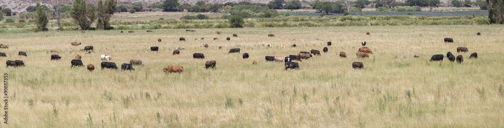Gaucho herding cows grazing near Cafayate in North West Argentin