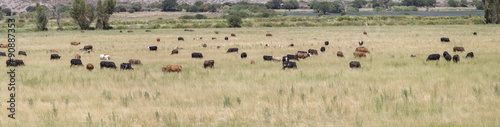 Gaucho herding cows grazing near Cafayate in North West Argentin © piccaya