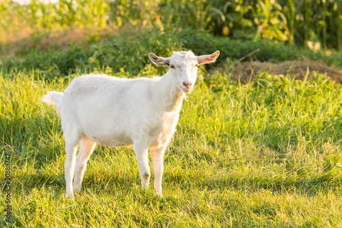 Young white goat grazing at the meadow