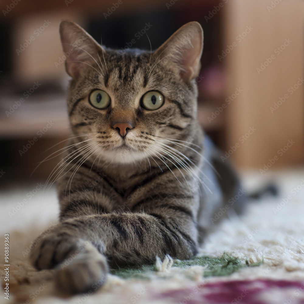 Cute domestic kitten lying on the floor in a funny pose