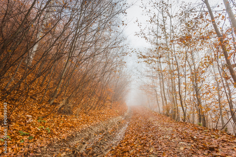 Misty autumn forest in the early morning Misty autumn forest in the early morning