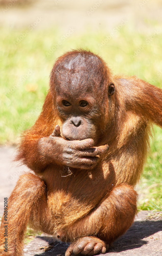 Bebe Orang Outan Pongo Pygmaeus En Gros Plan Stock Photo Adobe Stock Bebe Orang Outan Pongo Pygmaeus En Gros Plan Stock Photo Adobe Stock
