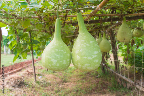 Hanging fresh calabash, bottle gourd photo