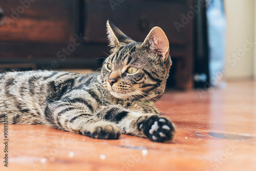 Lazy young tabby cat lying on wooden floor in house.